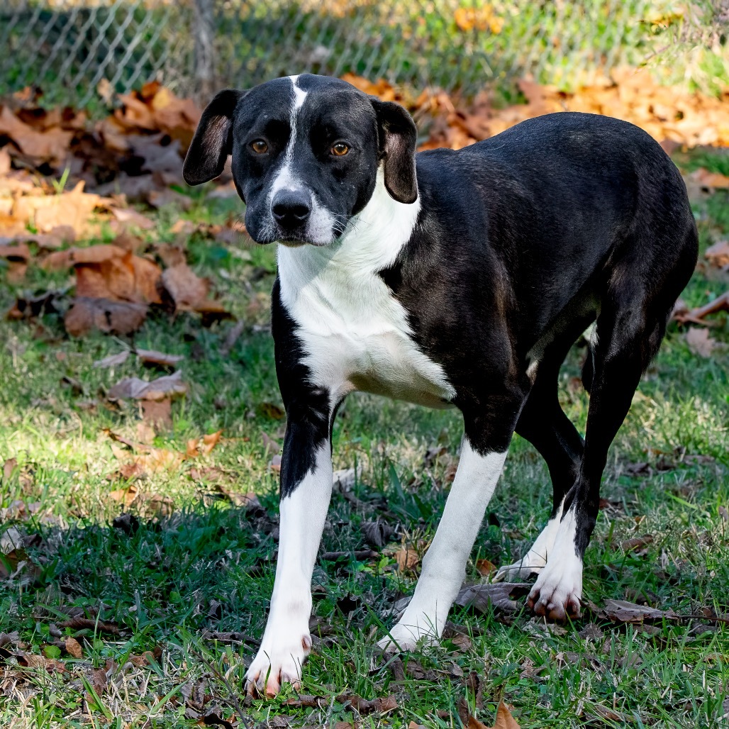 Charisma, an adoptable Shepherd, Retriever in Livingston, TX, 77351 | Photo Image 4