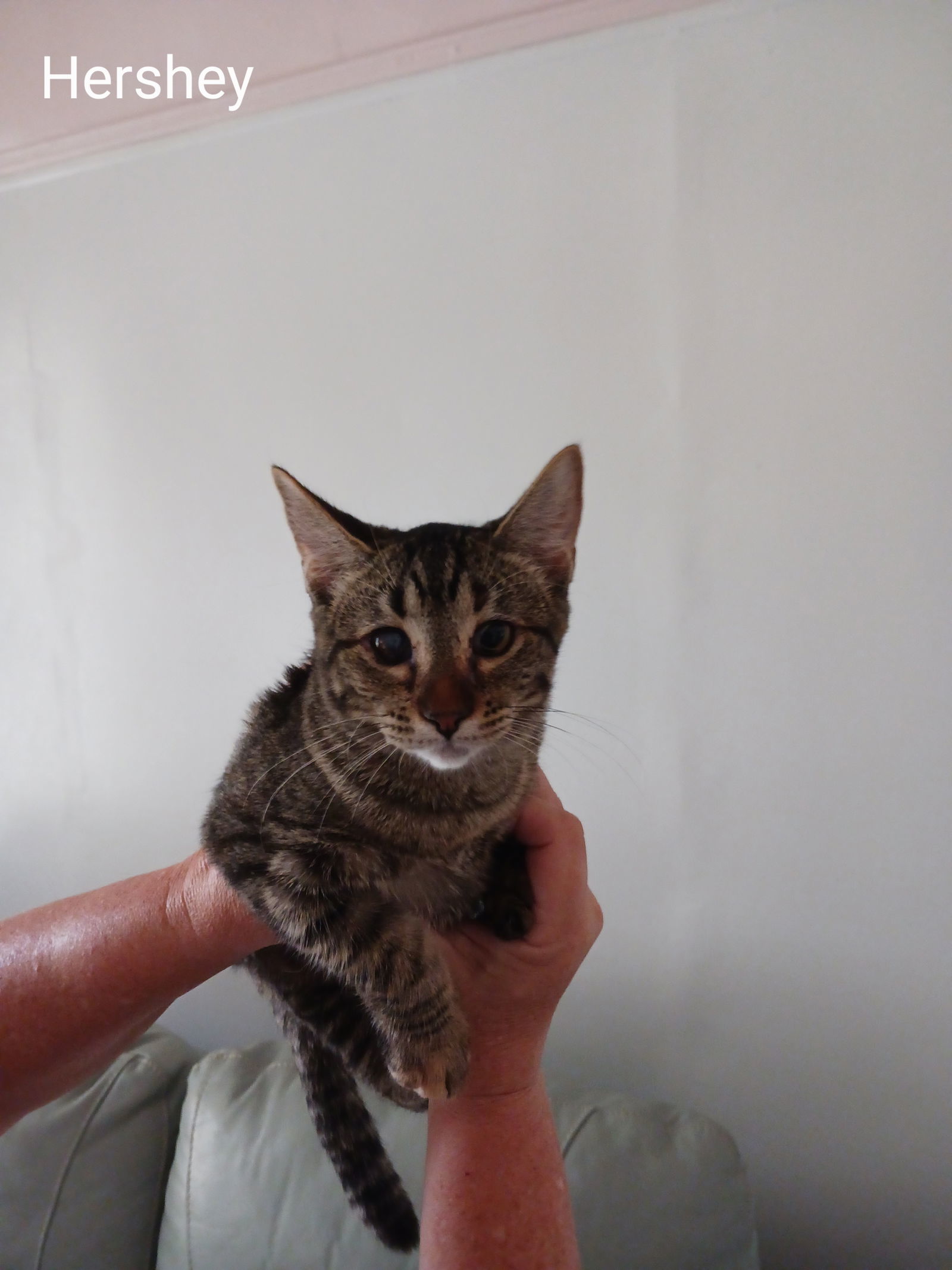 Hershey - SR, an adoptable Tabby in Council Bluffs, IA, 51501 | Photo Image 1