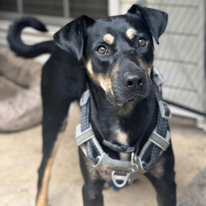 Buck, an adoptable Coonhound Mix in Helena, AL_image-2