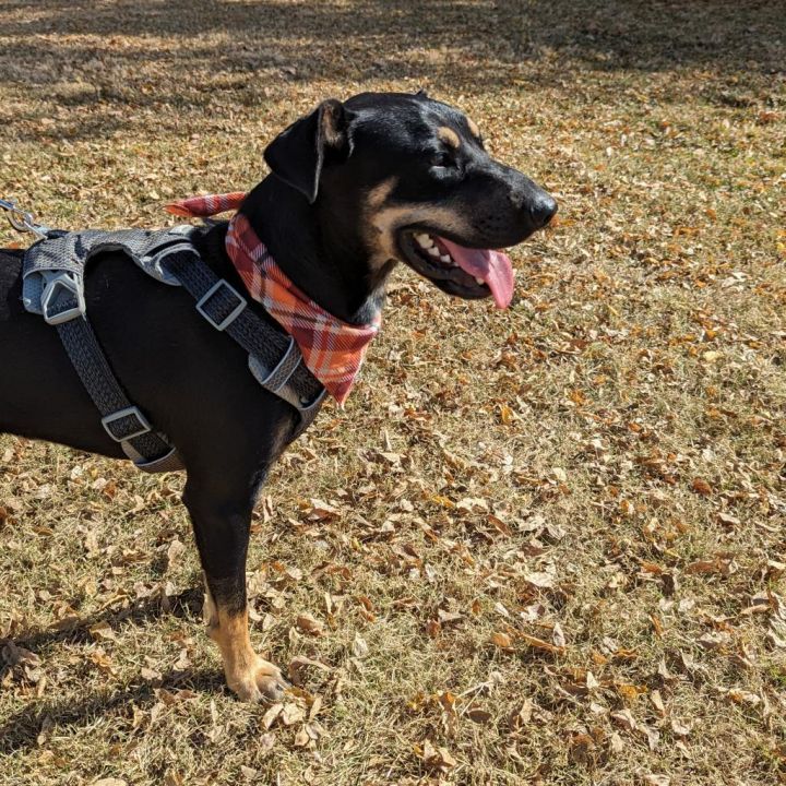 Buck, an adoptable Coonhound Mix in Helena, AL_image-3