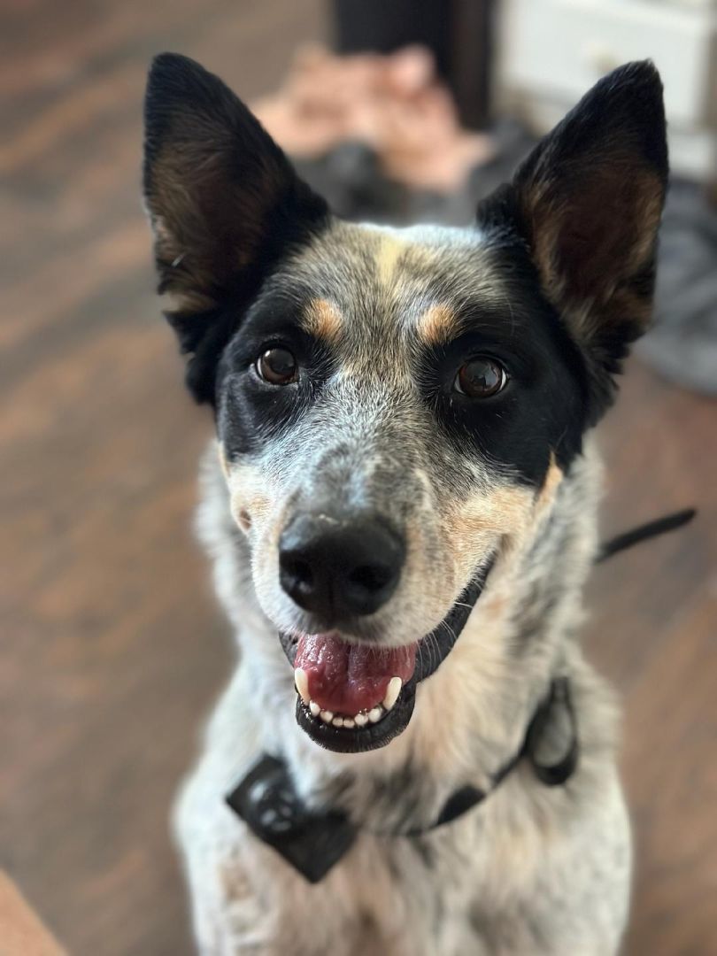 Dog for adoption - KC, an Australian Cattle Dog / Blue Heeler in Cortez ...