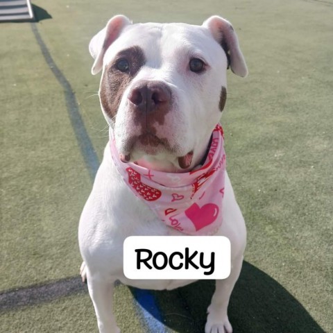 Rocky, an adoptable American Bulldog in Blair, WI, 54616 | Photo Image 2