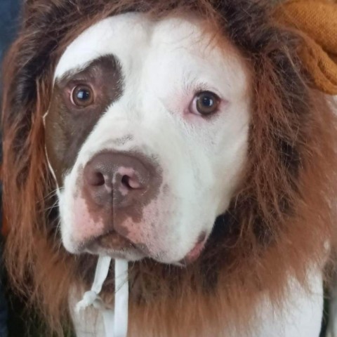 Rocky, an adoptable American Bulldog in Blair, WI, 54616 | Photo Image 2