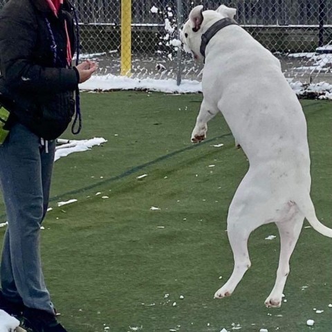 Rocky, an adoptable American Bulldog in Blair, WI, 54616 | Photo Image 3