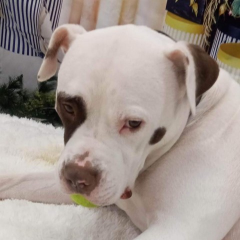 Rocky, an adoptable American Bulldog in Blair, WI, 54616 | Photo Image 4