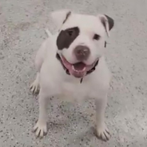Rocky, an adoptable American Bulldog in Blair, WI, 54616 | Photo Image 5