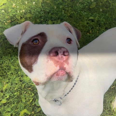 Rocky, an adoptable American Bulldog in Blair, WI, 54616 | Photo Image 6
