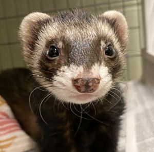 Ferret in best sale a suit