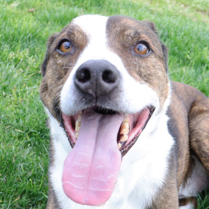 Jax, an adoptable Pit Bull Terrier in Clovis, CA_image-2