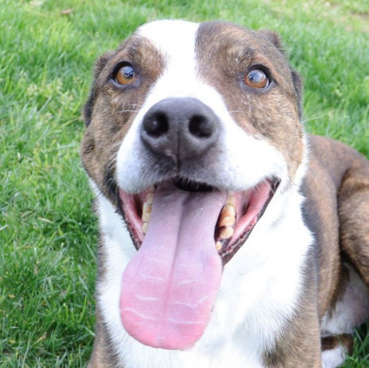 Jax, an adoptable Pit Bull Terrier in Clovis, CA_image-1