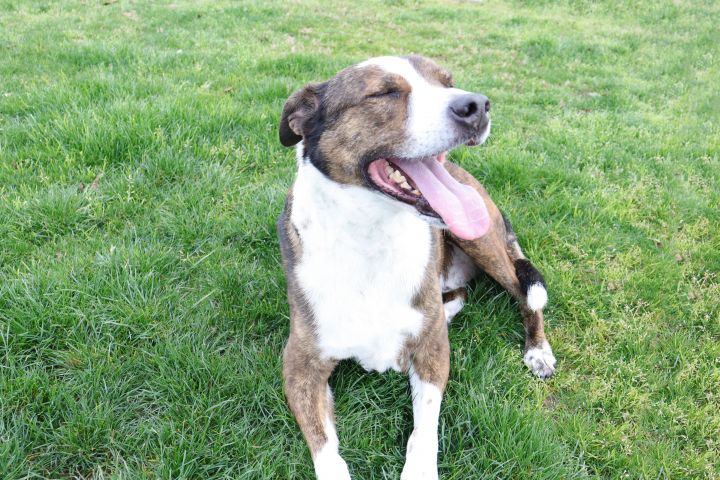 Jax, an adoptable Pit Bull Terrier in Clovis, CA_image-6