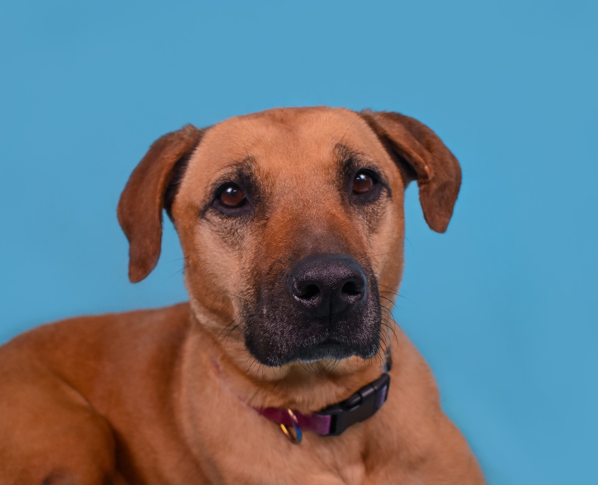 Dixie, an adoptable Black Mouth Cur in The Dalles, OR, 97058 | Photo Image 1