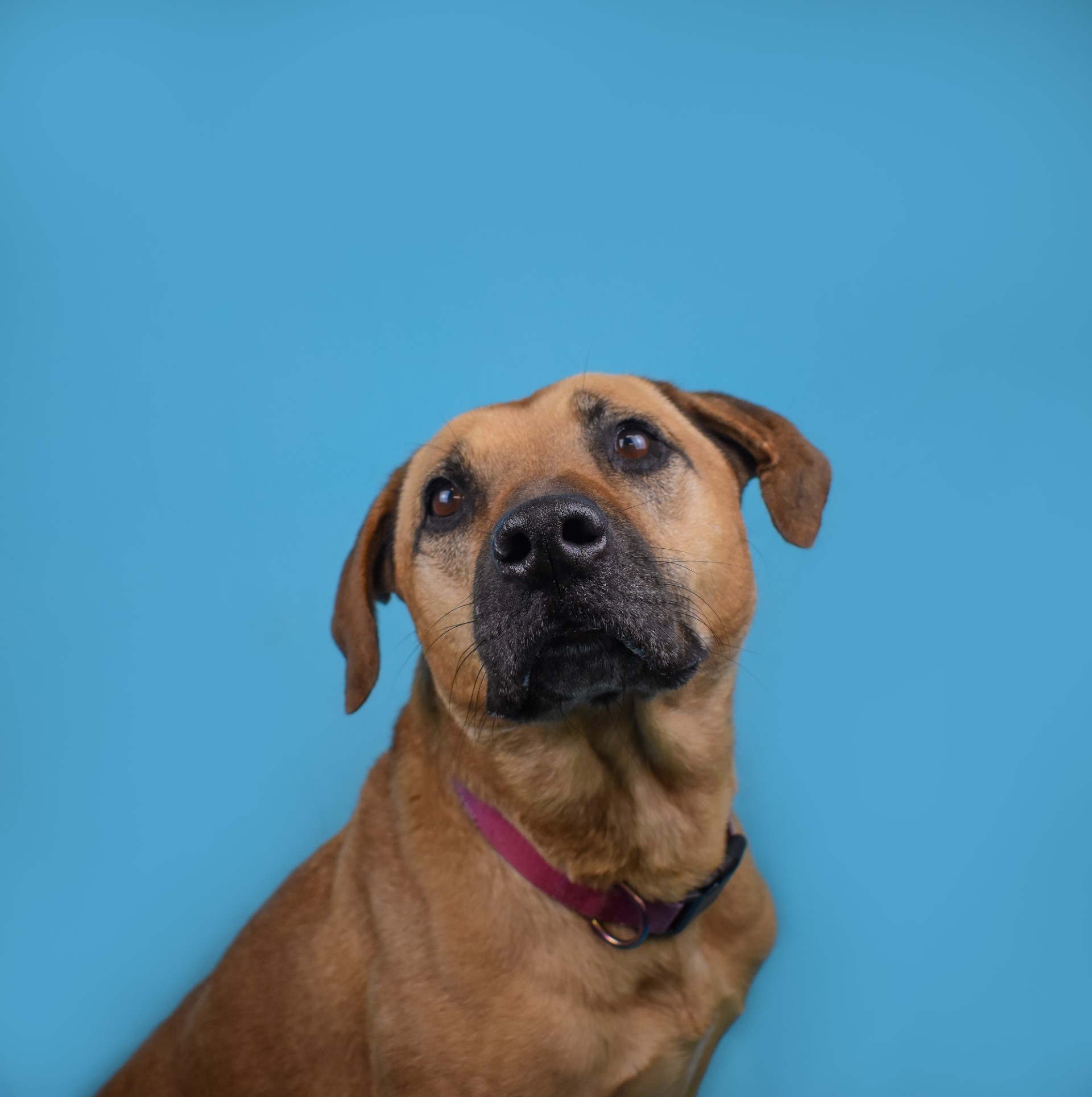 Dixie, an adoptable Black Mouth Cur in The Dalles, OR, 97058 | Photo Image 3
