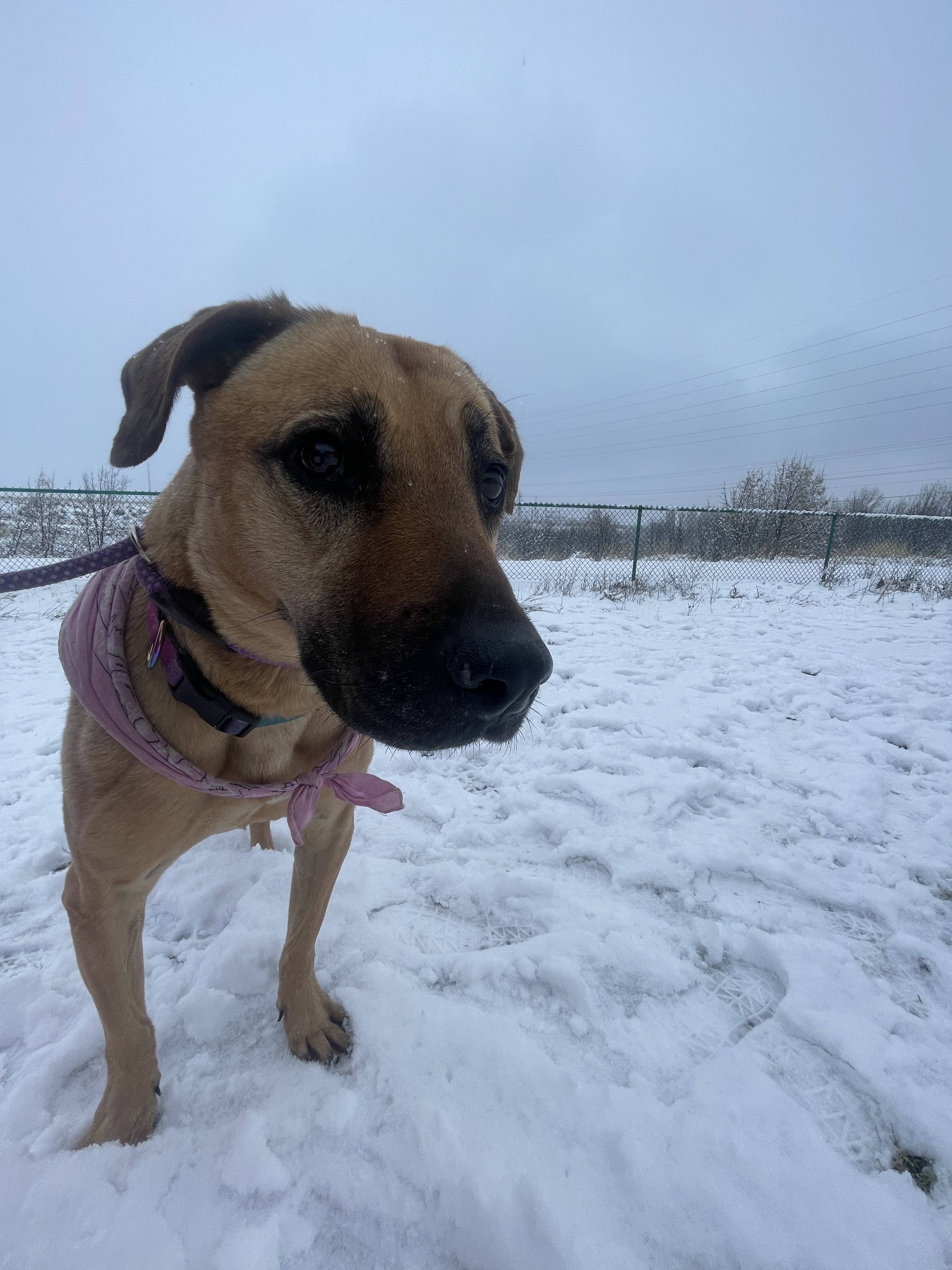 Dixie, an adoptable Black Mouth Cur in The Dalles, OR, 97058 | Photo Image 4