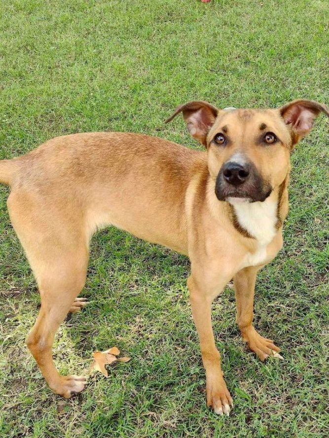 Dog for adoption - Celina, a Shepherd Mix in Las Vegas, NV | Petfinder