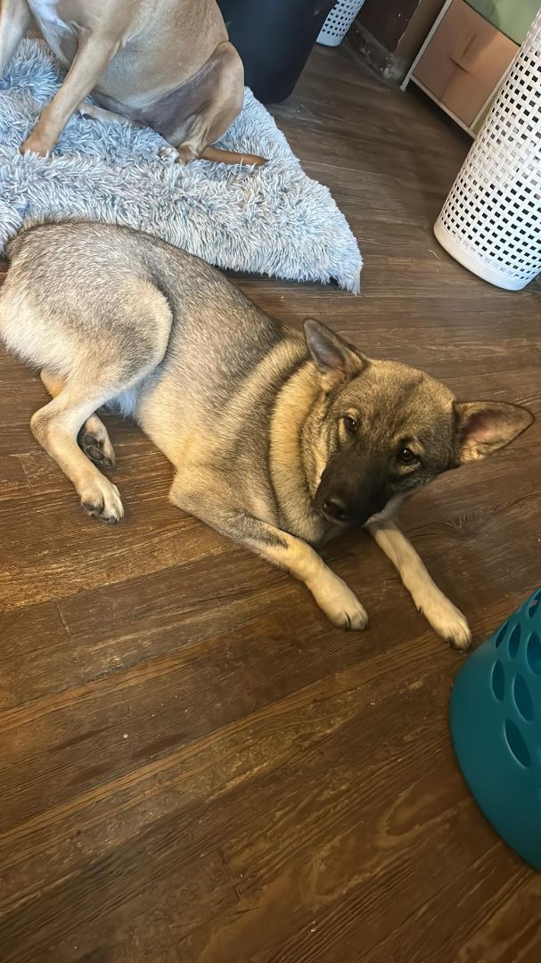 Norwegian elkhound shiba inu hot sale mix