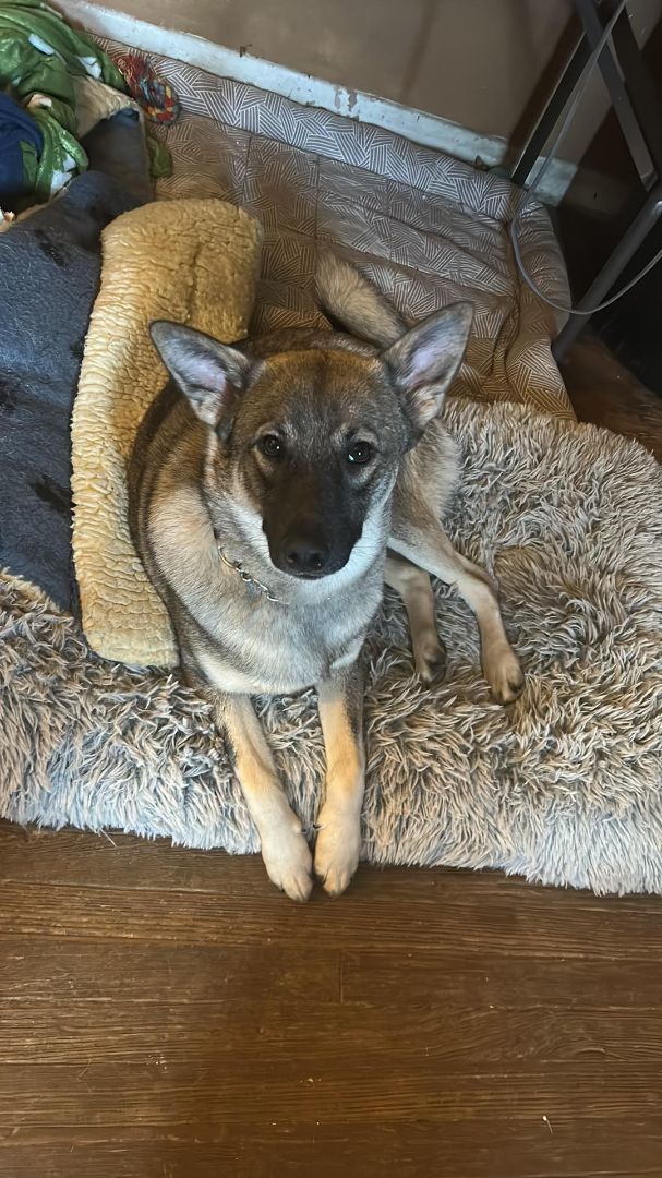 Norwegian elkhound sale chihuahua mix