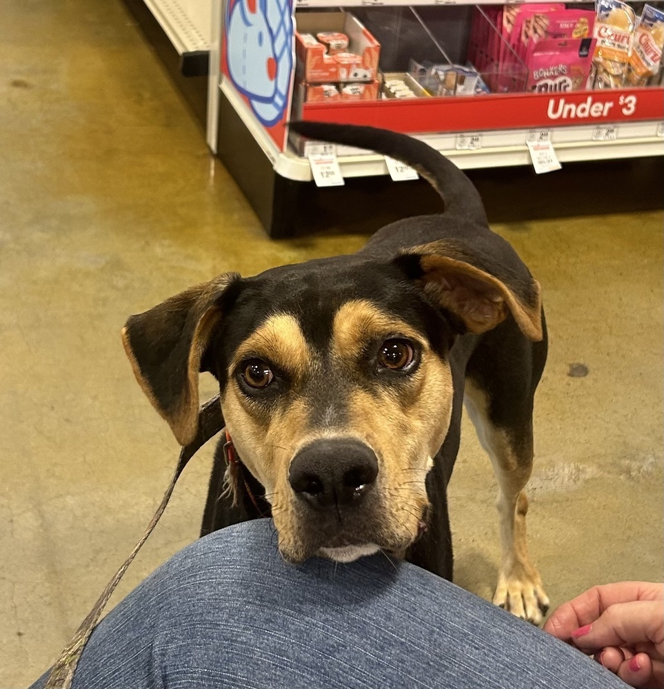 Odie, an adoptable Doberman Pinscher, Black and Tan Coonhound in Dawson, GA, 31742 | Photo Image 1