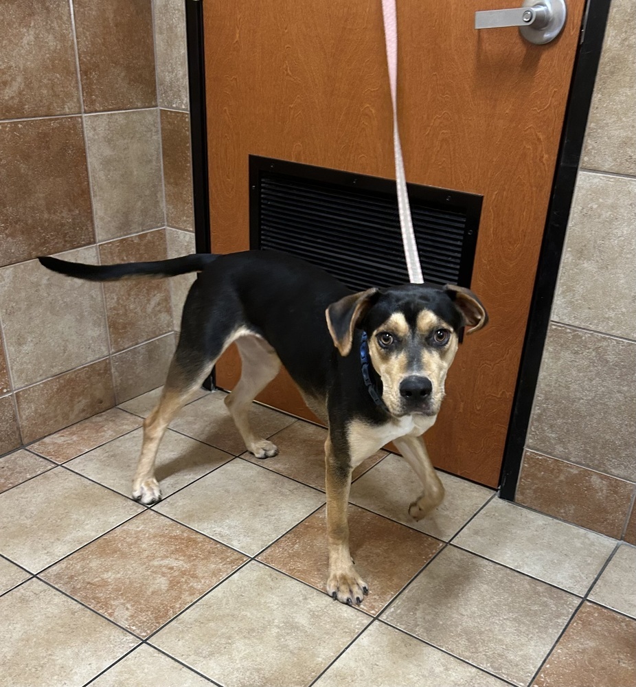 Odie, an adoptable Doberman Pinscher, Black and Tan Coonhound in Dawson, GA, 31742 | Photo Image 2