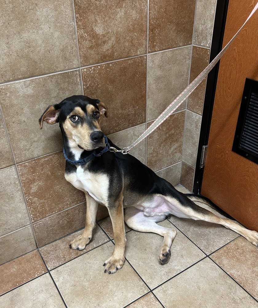 Odie, an adoptable Doberman Pinscher, Black and Tan Coonhound in Dawson, GA, 31742 | Photo Image 3