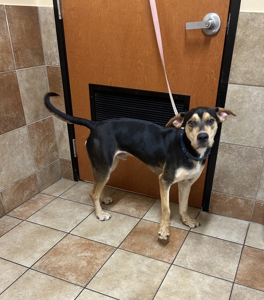 Odie, an adoptable Doberman Pinscher, Black and Tan Coonhound in Dawson, GA, 31742 | Photo Image 4