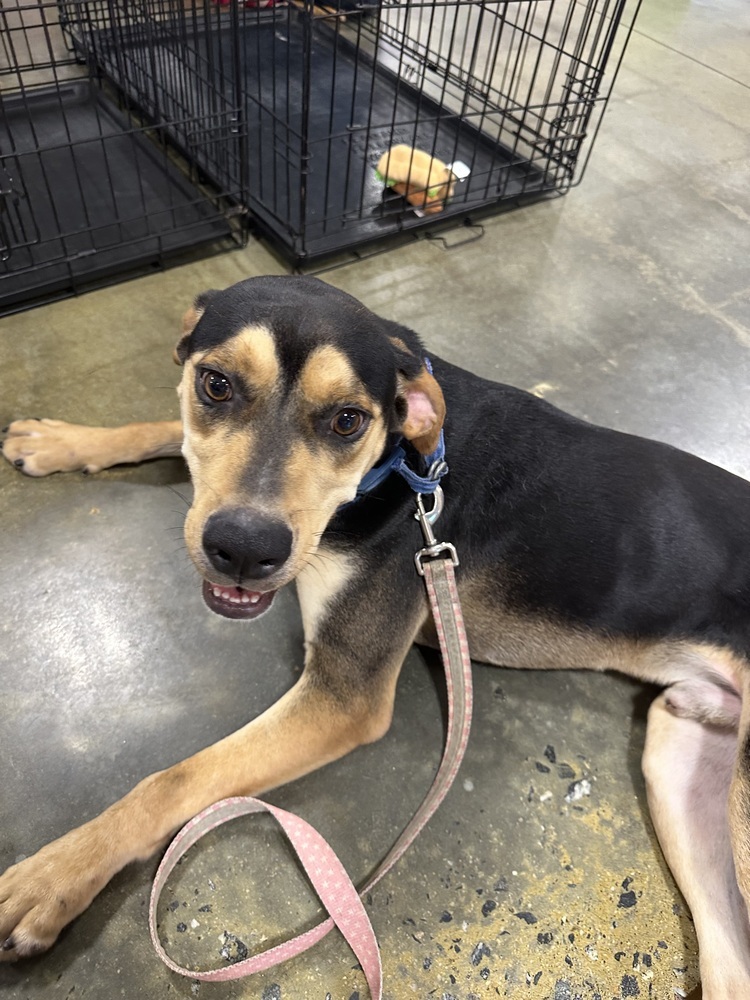 Odie, an adoptable Doberman Pinscher, Black and Tan Coonhound in Dawson, GA, 31742 | Photo Image 5