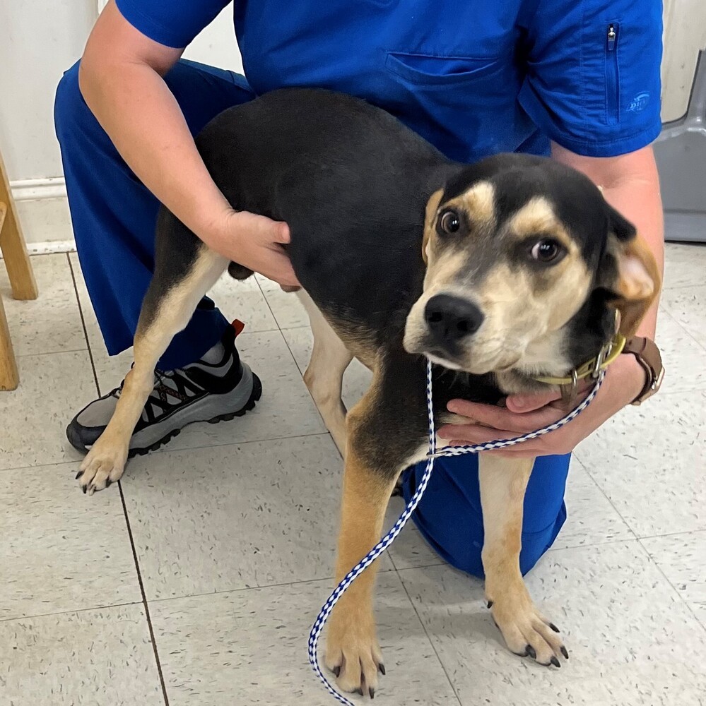 Odie, an adoptable Doberman Pinscher, Black and Tan Coonhound in Dawson, GA, 31742 | Photo Image 6