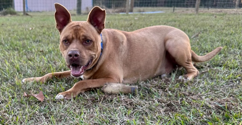 Altimus, an adoptable Pit Bull Terrier, Mixed Breed in St. Francisville, LA, 70775 | Photo Image 1