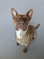 Altimus, an adoptable Pit Bull Terrier, Mixed Breed in St. Francisville, LA, 70775 | Photo Image 2