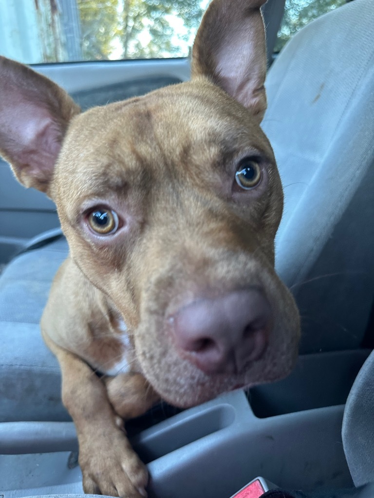 Altimus, an adoptable Pit Bull Terrier, Mixed Breed in St. Francisville, LA, 70775 | Photo Image 3