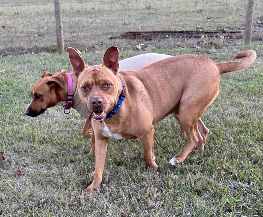 Altimus, an adoptable Pit Bull Terrier, Mixed Breed in St. Francisville, LA, 70775 | Photo Image 4