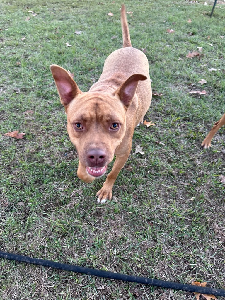 Altimus, an adoptable Pit Bull Terrier, Mixed Breed in St. Francisville, LA, 70775 | Photo Image 5