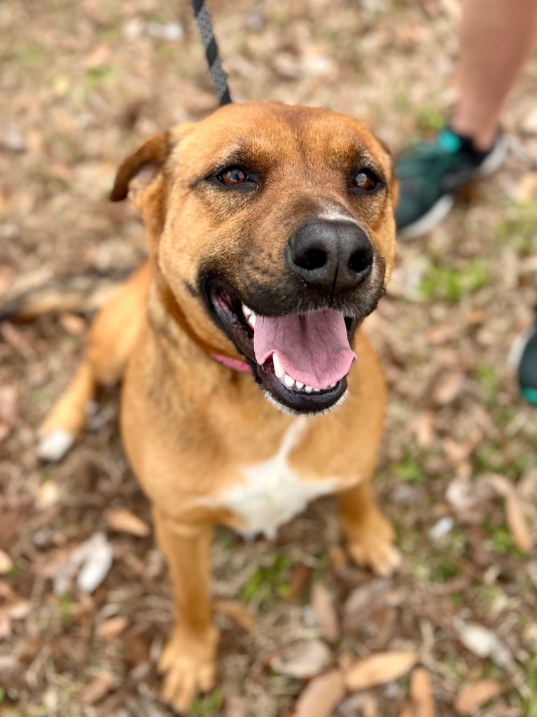 Francine, an adoptable Labrador Retriever, Mixed Breed in St. Francisville, LA, 70775 | Photo Image 1