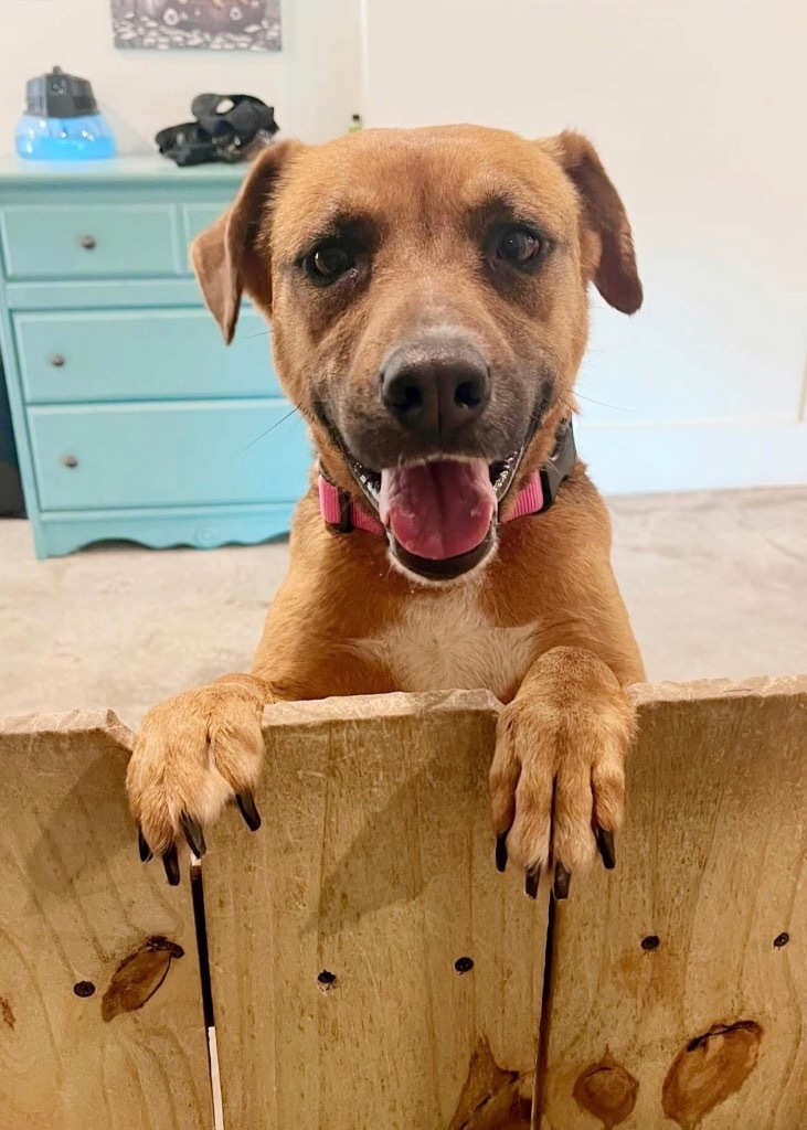 Francine, an adoptable Labrador Retriever, Mixed Breed in St. Francisville, LA, 70775 | Photo Image 1