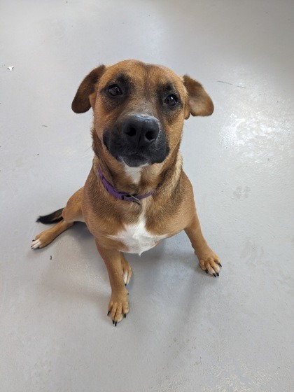 Francine, an adoptable Labrador Retriever, Mixed Breed in St. Francisville, LA, 70775 | Photo Image 2