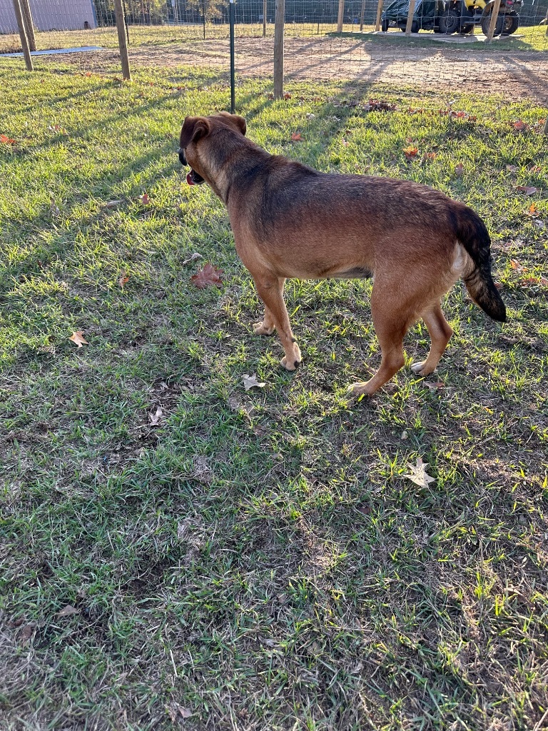 Francine, an adoptable Labrador Retriever, Mixed Breed in St. Francisville, LA, 70775 | Photo Image 3