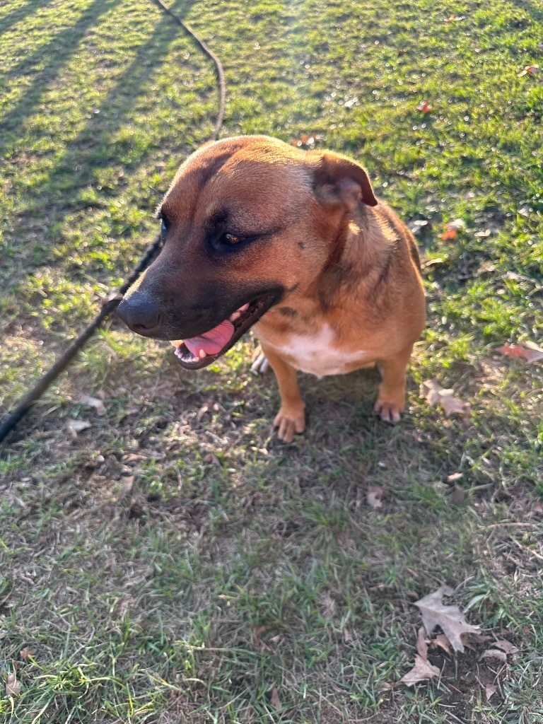 Francine, an adoptable Labrador Retriever, Mixed Breed in St. Francisville, LA, 70775 | Photo Image 4