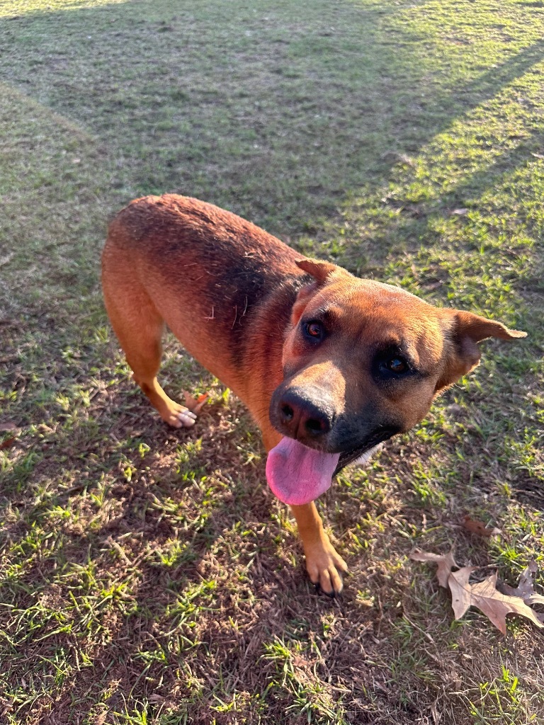 Francine, an adoptable Labrador Retriever, Mixed Breed in St. Francisville, LA, 70775 | Photo Image 5