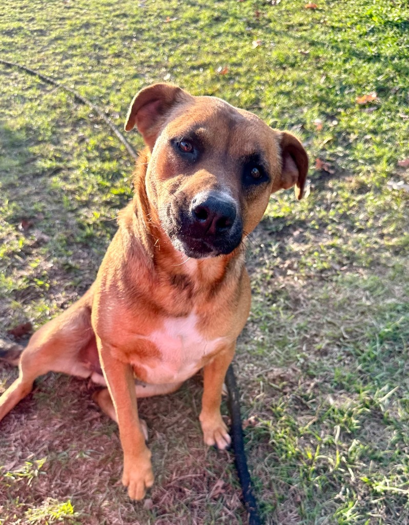 Francine, an adoptable Labrador Retriever, Mixed Breed in St. Francisville, LA, 70775 | Photo Image 6