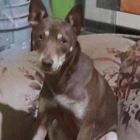 Dingo