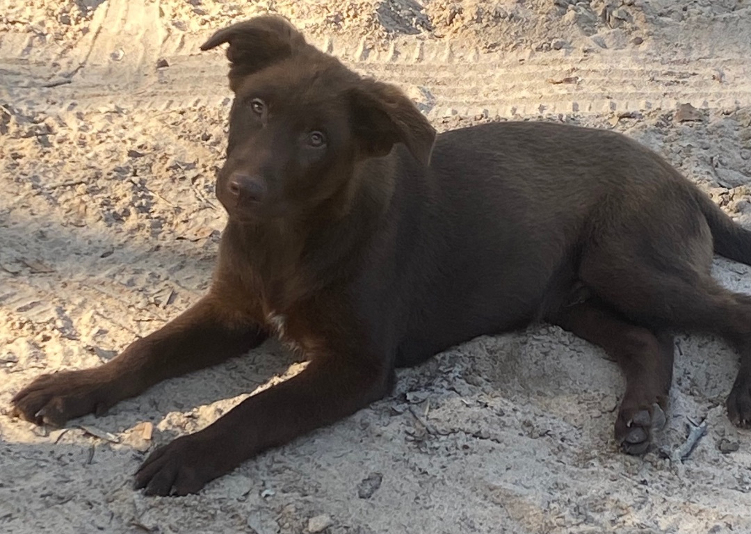 German shepherd store and chocolate lab