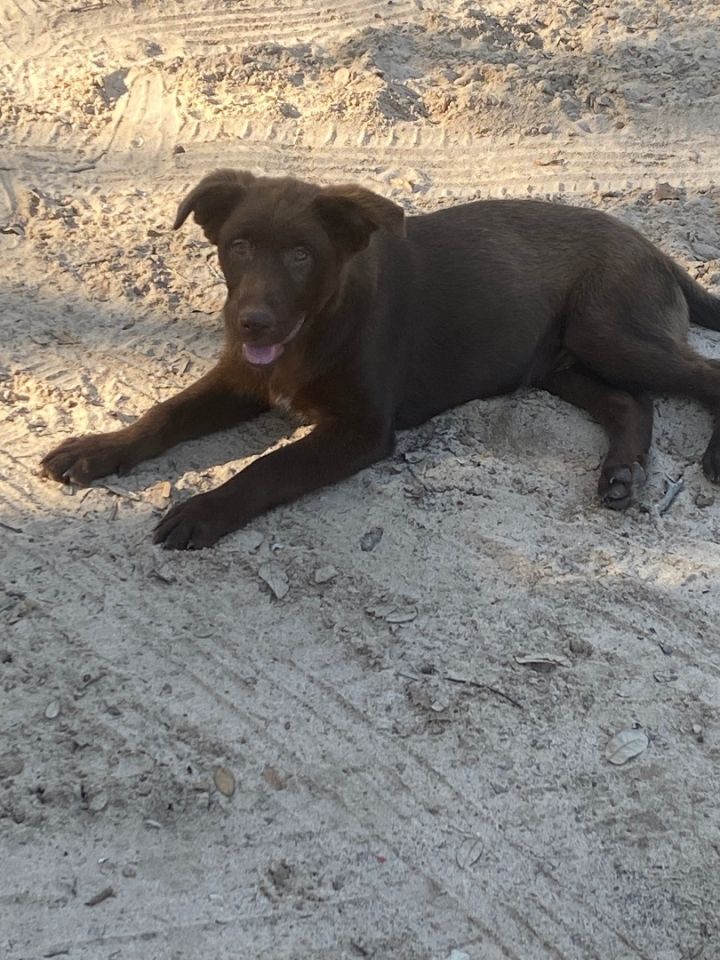 German shepherd chocolate lab best sale mix puppy