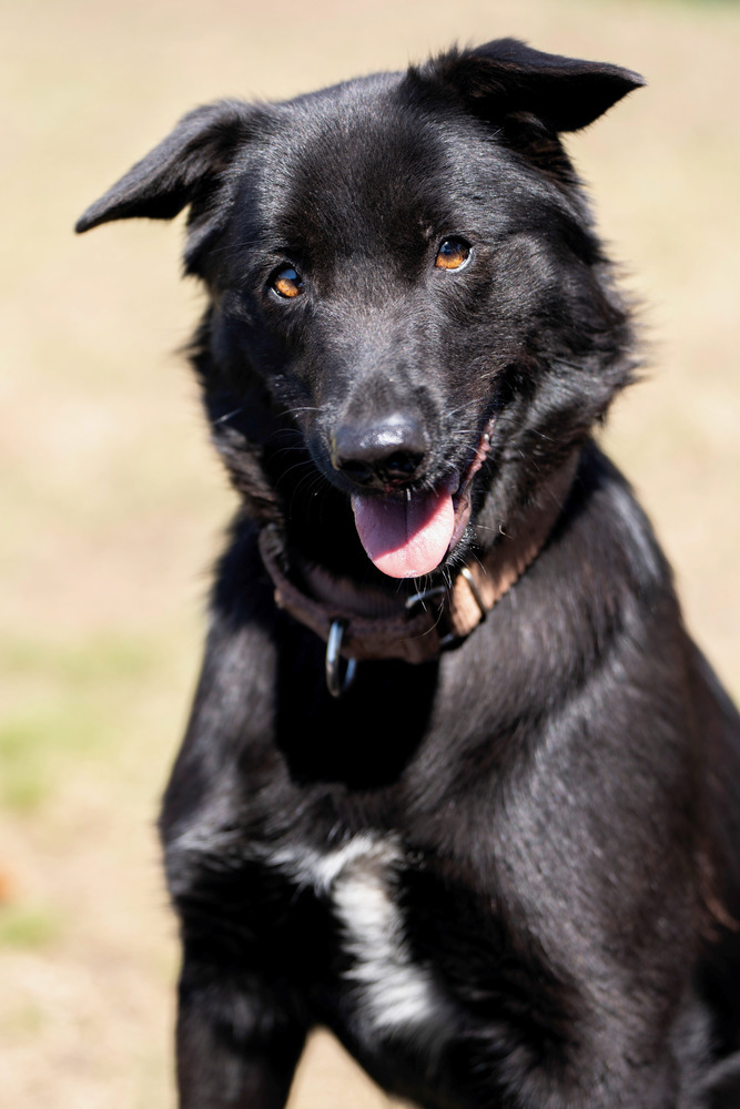 Jindo border 2024 collie mix