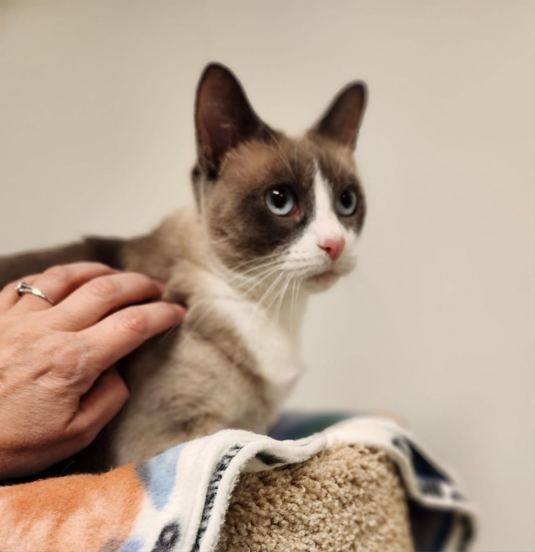 BOO-BERRY, an adoptable Ragdoll in Grand Forks, ND, 58203 | Photo Image 2