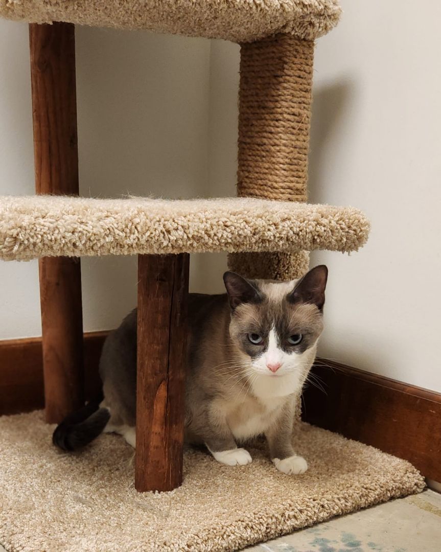 BOO-BERRY, an adoptable Ragdoll in Grand Forks, ND, 58203 | Photo Image 3
