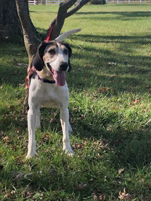 Gladys, an adoptable Coonhound, Hound in St. Louis, MO, 63125 | Photo Image 1