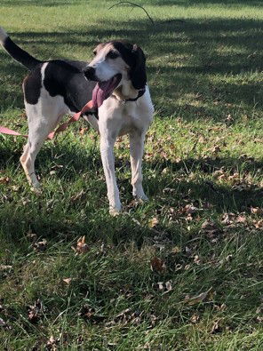 Gladys, an adoptable Coonhound, Hound in St. Louis, MO, 63125 | Photo Image 2