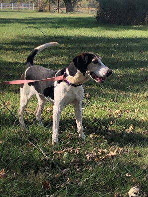 Gladys, an adoptable Coonhound, Hound in St. Louis, MO, 63125 | Photo Image 3