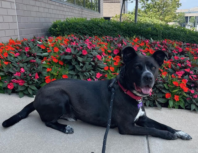 Crocky, an adoptable Labrador Retriever, Terrier in St. Louis, MO, 63125 | Photo Image 2