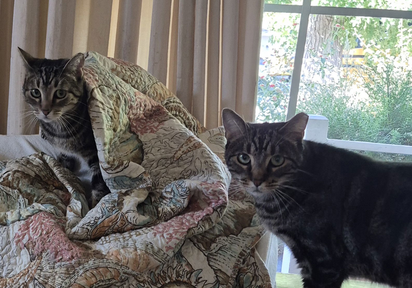 Charlie & Austin (Courtesy Post), an adoptable Domestic Short Hair in San Jose, CA, 95112 | Photo Image 1